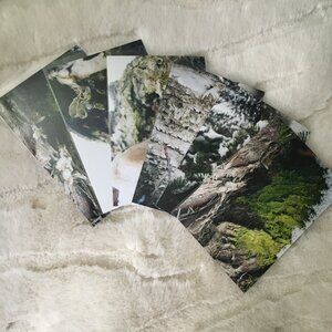Set of 6 Original Canadian 'Into The Woods' Photographs Nature Macro Art